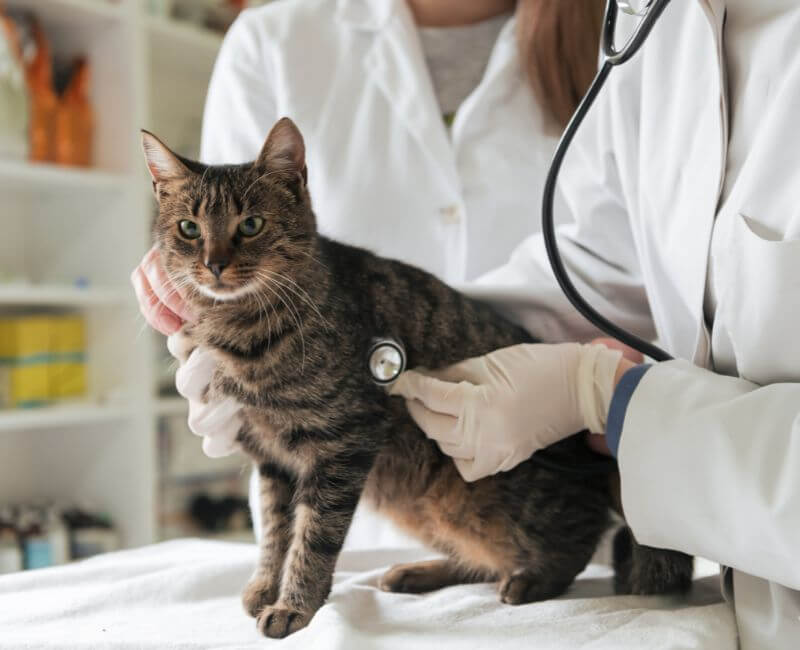 Cat at the Vet's Office