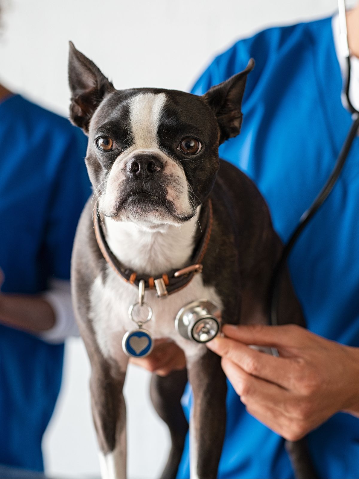 a Boston Terrier stands on a table