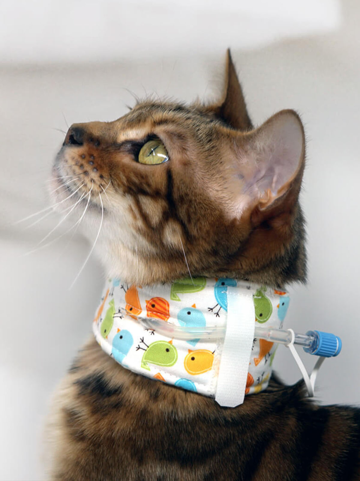 a cat wearing a colorful bird-patterned neckband