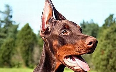 Copper-Associated Chronic Hepatitis in Dogs