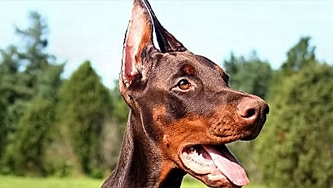 a close-up of a doberman with a shiny