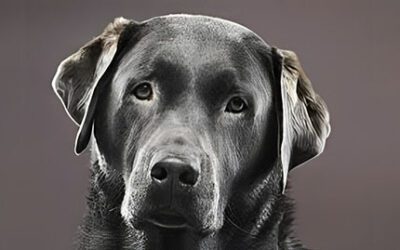 Lower Urinary Tract Diseases of the Senior Dog