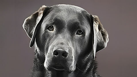 a close-up of a senior dog's head and ears
