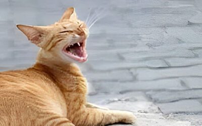Chronic Rhinitis in Cats