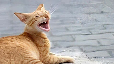 a close-up of an orange cat yawning widely