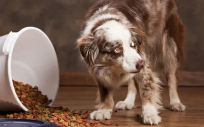 Pancreatitis in Dogs