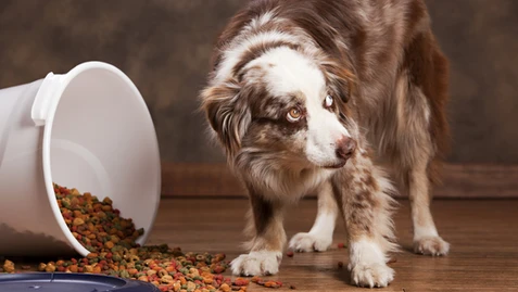 a curious dog stands near an overturned food container