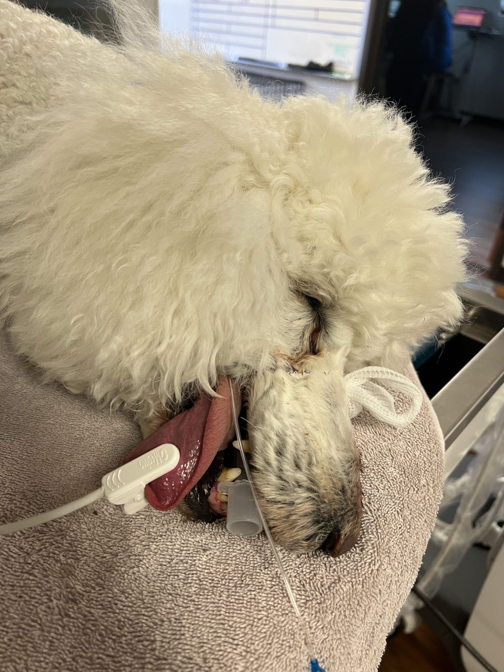 a white poodle lies on a towel looking drowsy with its tongue out a white poodle lies on a towel looking drowsy with its tongue out