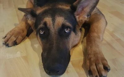 Aspiration Pneumonia in Dogs
