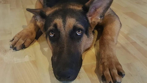 a german shepherd lying on a wooden floor