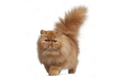Feline Inflammatory Liver Disease