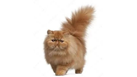 a persian cat walking