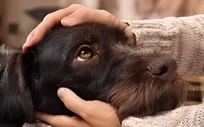 Idiopathic Chronic Hepatitis in Dogs