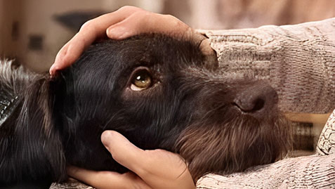 a person's hands gently cradling a black dog’s head