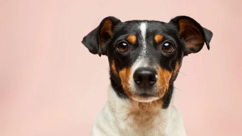 a small dog with perked ears and a white coat sits against a soft pink background