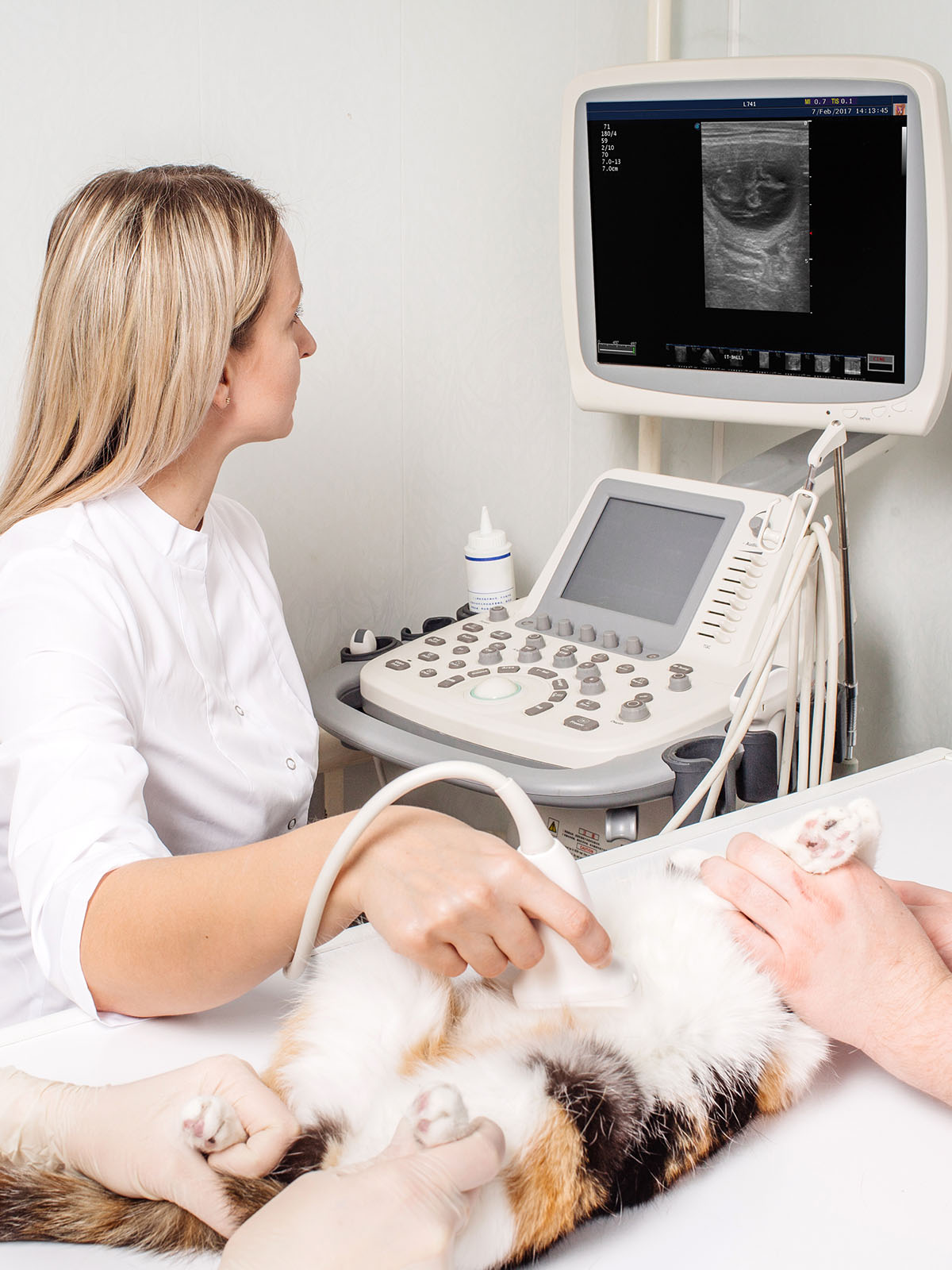 a vet performs an ultrasound on a cat with a monitor displaying the scan a vet performs an ultrasound on a cat with a monitor displaying the scan