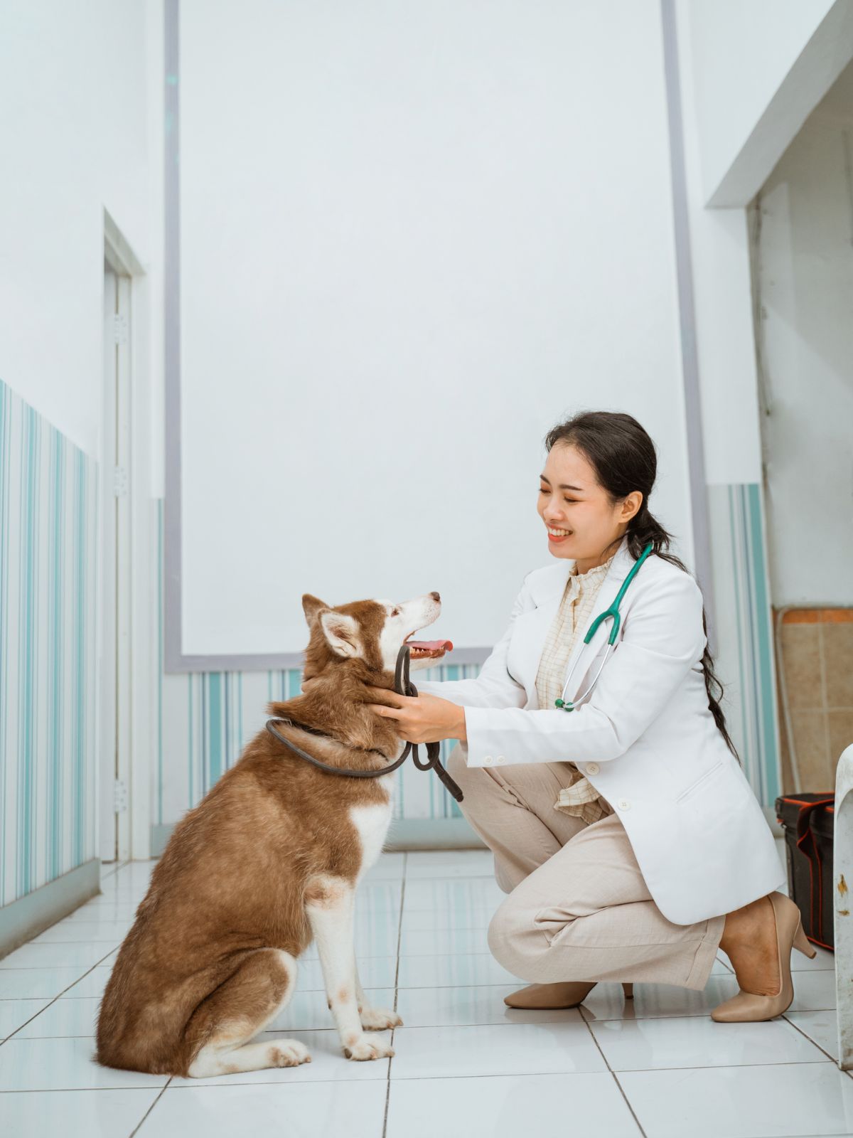 a veterinarian  examining a dog