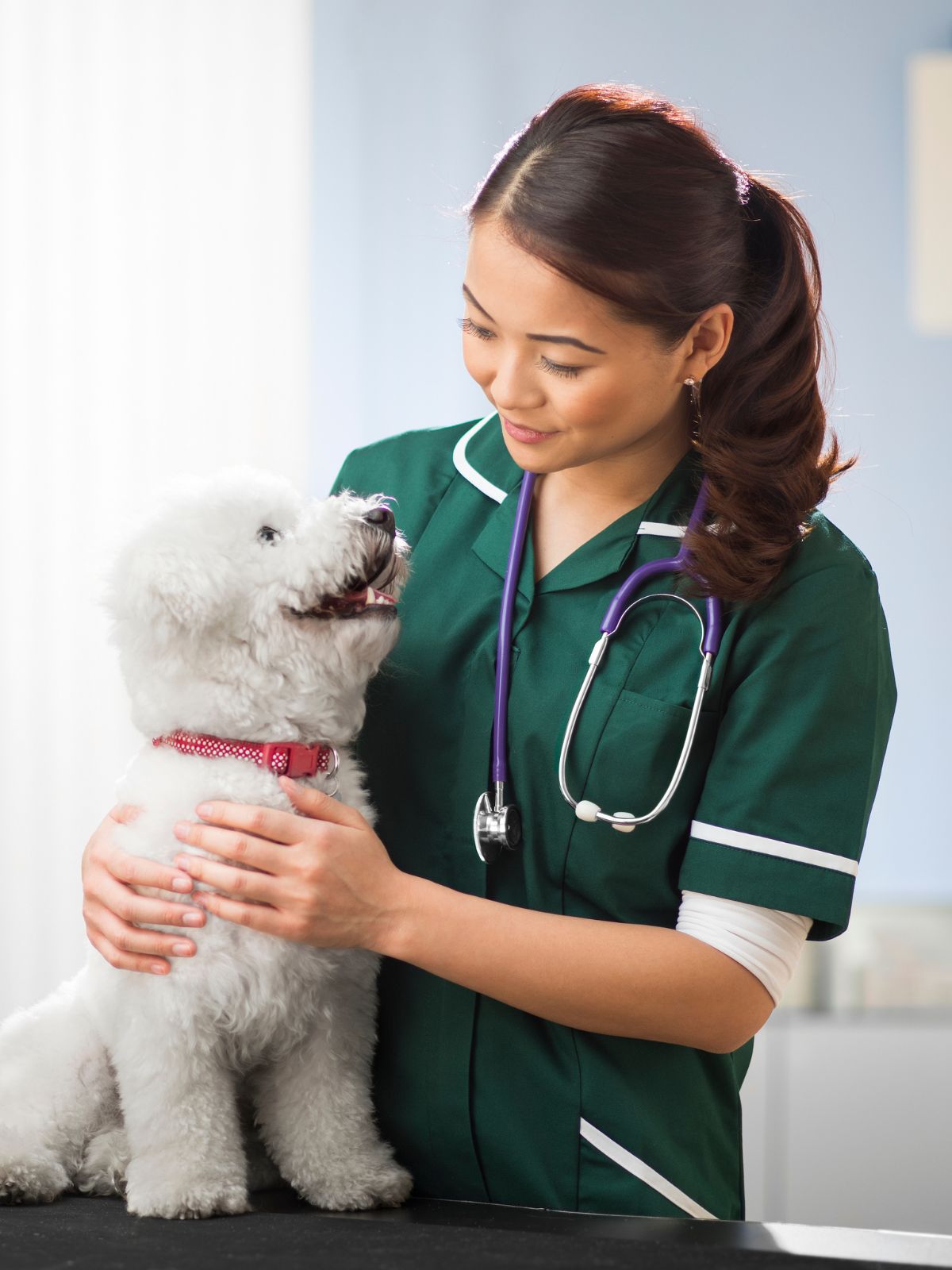 a veterinarian gently holds a dog